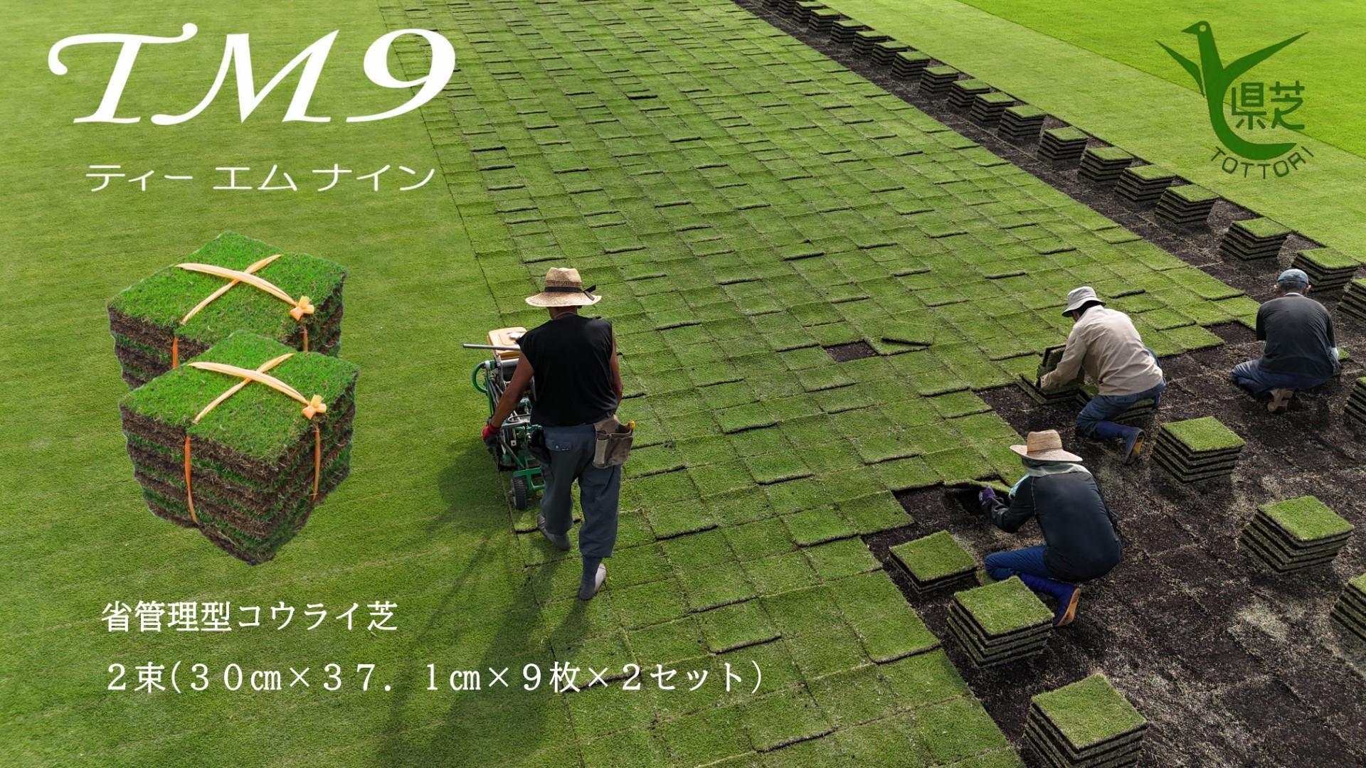 【先行予約 2026年3月以降発送】芝生(省管理型コウライ芝　TM9ティーエムナイン)２束セット※2平米分