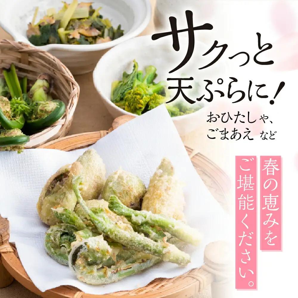 山菜セット4品 (約400g～500g) / 山菜 旬 [Q2987]