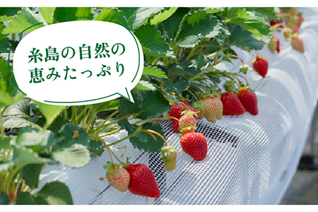 糸島産あまおうギフト箱（12-15粒）《糸島》【南国フルーツ株式会社】[AIK010] いちご 苺 イチゴ あまおう 果物 フルーツ ストロベリー グルメ パフェ ケーキ パンケーキ あまおう苺 あま