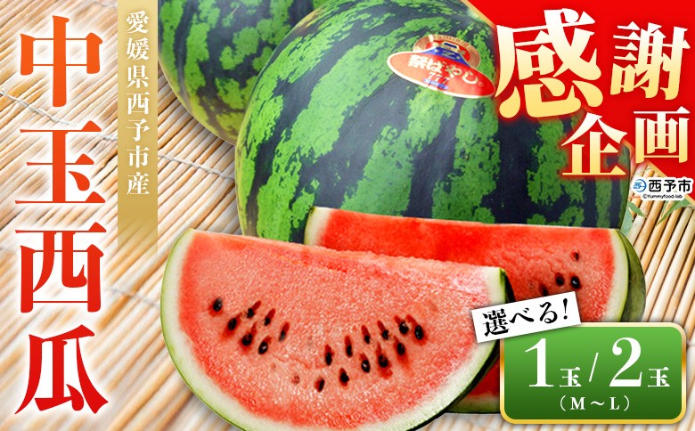 
                  【感謝企画】＜愛媛県西予市産 中玉西瓜 1～2玉＞ 果物 くだもの 果肉 フルーツ 西瓜 すいか スイカ 中玉 中玉すいか 中玉スイカ M～L 5～7kg 高糖度 甘い 季節物 食べて応援 国産 特産品 宇都宮物産 愛媛県 西予市【常温】『2026年7月上旬～8月上旬迄に順次出荷予定』
                
