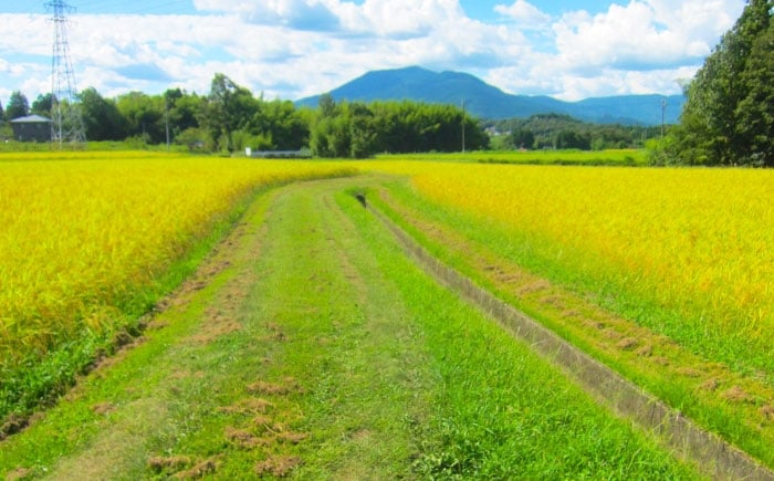 米 ふるさと納税限定 新米 つやひめ つや姫 こめ ツヤヒメ ブランド米 主食 贈答 ギフト おすすめ 人気 岐阜県 恵那市