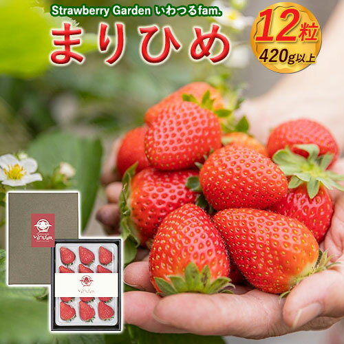 【ふるさと納税】StrawbrryGardenいわつるfam.のこだわり苺 まりひめ12粒 《12月上旬-翌年3月下旬頃出荷》和歌山県 紀の川市 ※パッケージデザイン変更の可能性アリ※