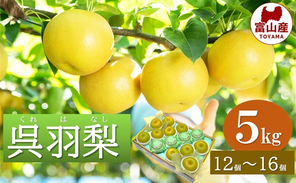 富山 大和百貨店 選定　呉羽梨　幸水　5kg（12個～16個入）