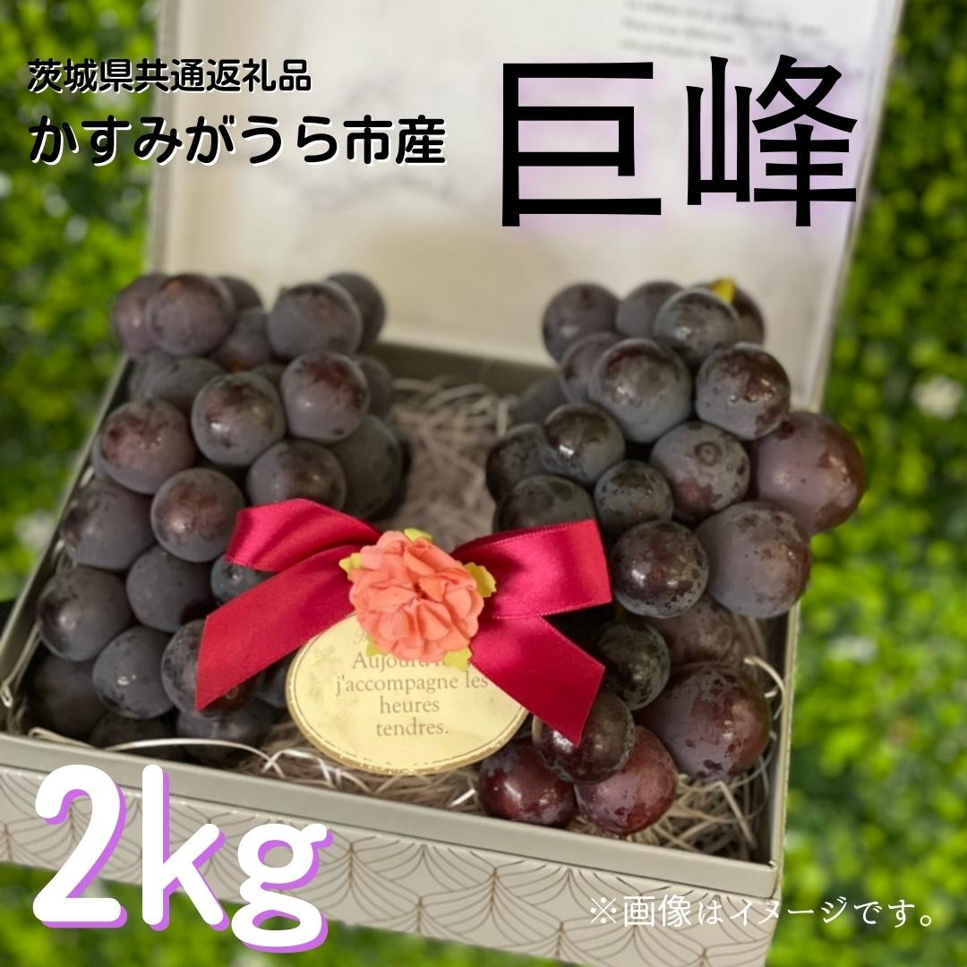 
巨峰　2kg（茨城県共通返礼品・かすみがうら市産）
