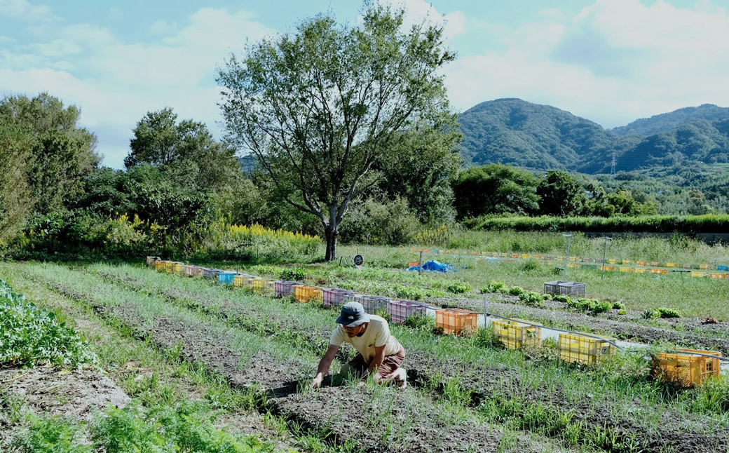 葉玉ねぎ 2.5kg【発送時期：2026年1月～3月頃】 淡路島産