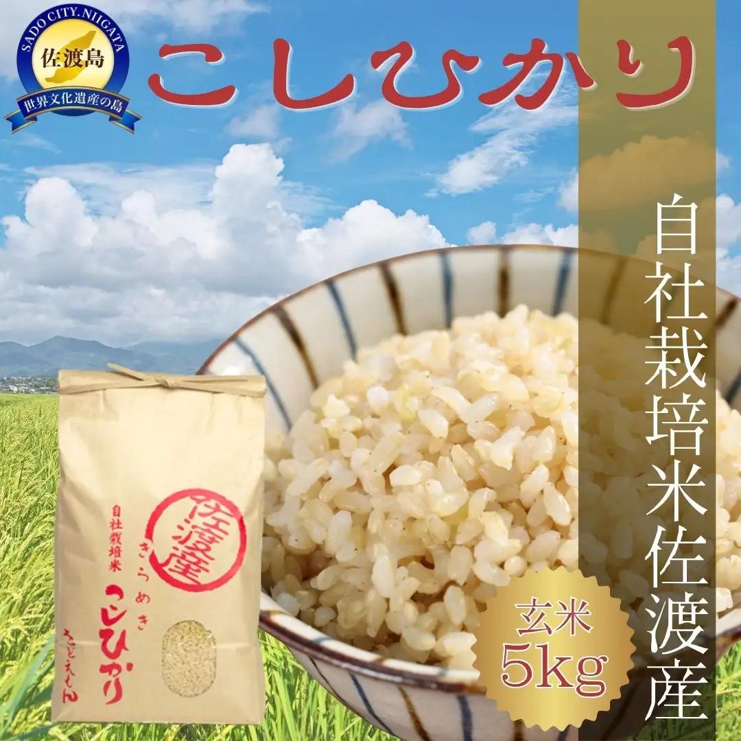 コシヒカリ 玄米 5kg | 自社栽培 新潟県 佐渡市 コシヒカリ