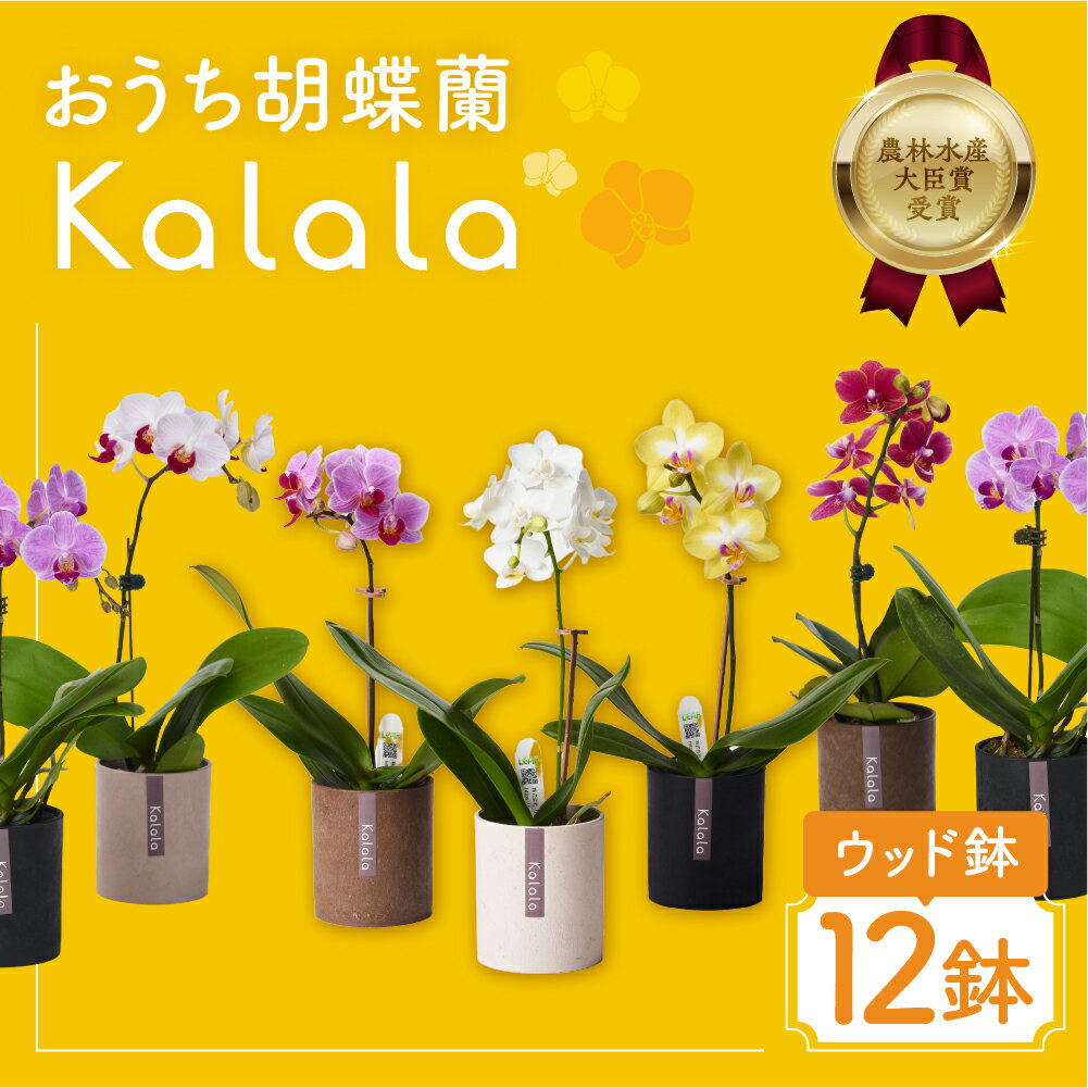 【ふるさと納税】産直胡蝶蘭『カララ』12鉢セット ウッド鉢 花 鉢花 おまかせ 鉢植え ランキング 一位 セット 鉢花 ラン ミディ 自宅用 観葉植物 インテリア お花 グリーン 愛知県 豊橋市 渥美半島 42000円