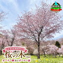 【ふるさと納税】北海道釧路町の桜の木(1本)のオーナー権及びオーナー証＜植樹開催＆プレートお届け時期：2025年5月ごろ＞【 北海道 釧路町 別保公園 桜 祭り 自然環境 自然 保護 ひがし北海道 さくら 】 釧路町 釧路超 特産品