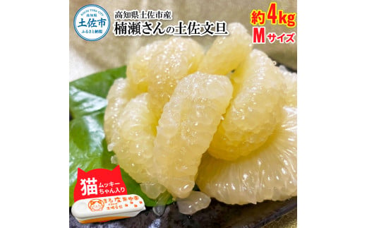 楠瀬さん土佐文旦 約4kg Mサイズ 猫ムッキーちゃん入り 12玉前後 ぶんたん ブンタン フルーツ 柑橘 みかん 果物 くだもの 柑橘類 デザート 贈答用 プレゼント ギフト 家庭用 国産