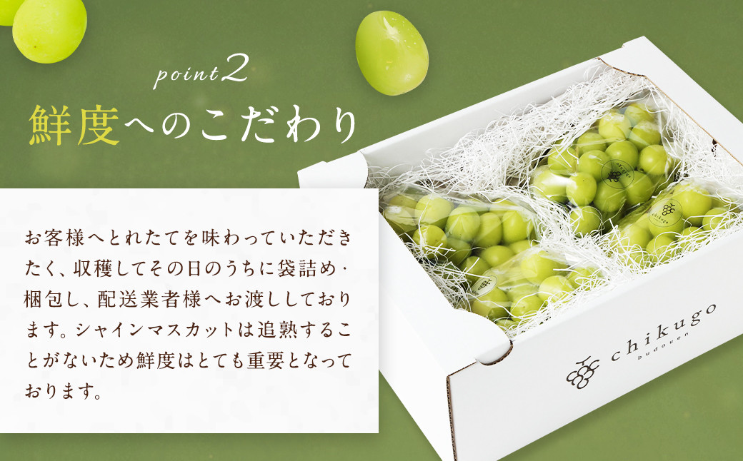 農園直送 ！ シャインマスカット 約2.4kg 4〜5房