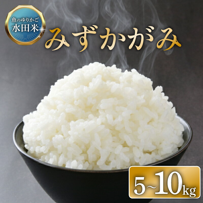 【ふるさと納税】 令和7年産 環境こだわり栽培 みずかがみ 選べる容量 5kg10kg 白米 米 コメ お米 ご飯 ごはん 10kg 10 5kg 令和7年 7年 順次発送 滋賀 彦根