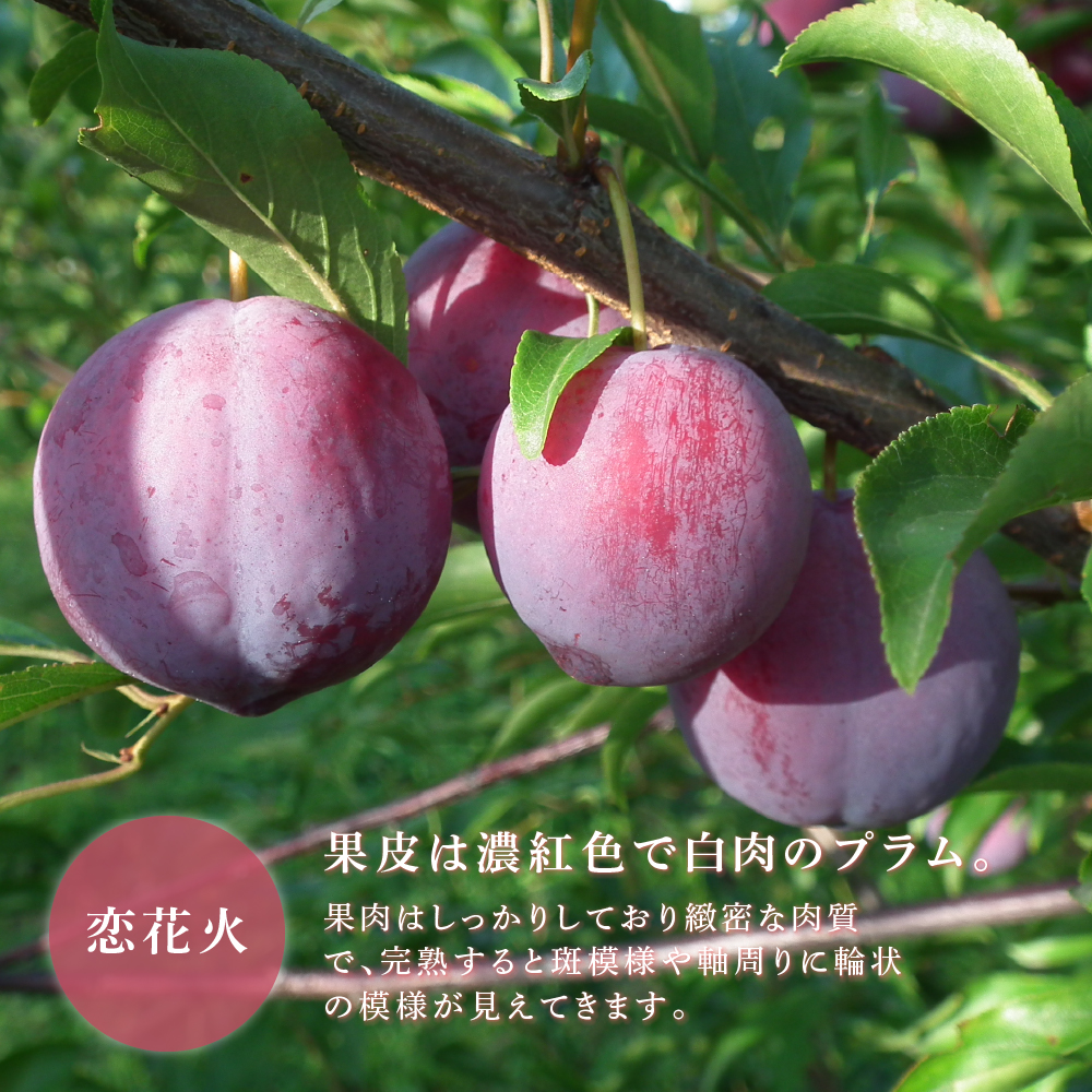 【先行受付】 プラム 恋花火 1kg 北海道 芦別市 大橋さくらんぼ園