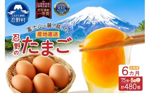 【6ヶ月定期便】富士山の麓で育った産地直送 ”忍野の卵”※卵75個+割れ保証5個　計480個