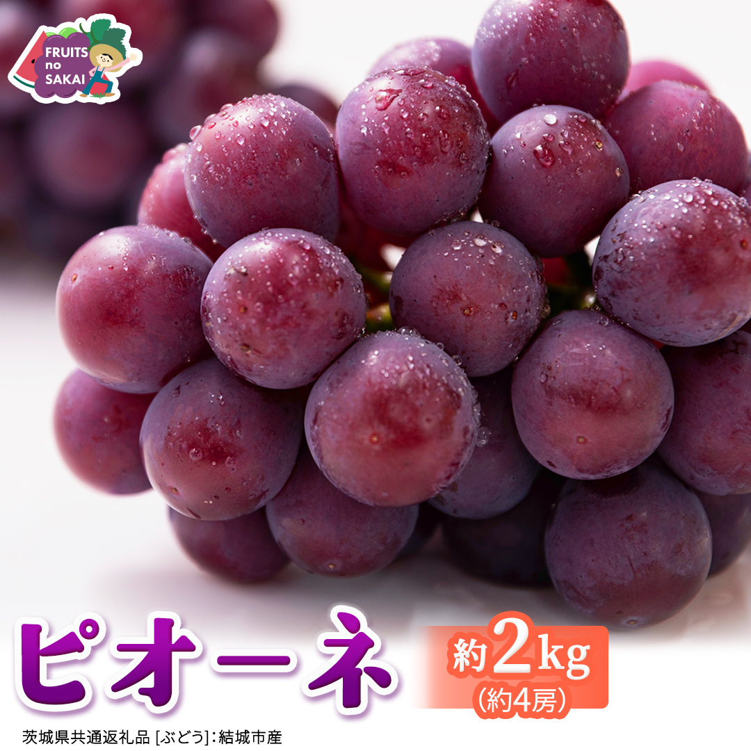 ピオーネ 約2kg （約4房）【2026年8月より発送開始】（茨城県共通返礼品 [ぶどう]：結城市産） ぶどう ブドウ 葡萄 ピオーネ高級 国産 黒ぶどう 旬 お取り寄せ フルーツ 希少品種 デザート