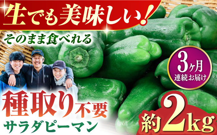 
            【先行予約】【6月下旬より順次発送】【全3回定期便】いちょうの畑 サラダピーマン 約2kg 【農事組合法人いちょう】 [YDN014]
          