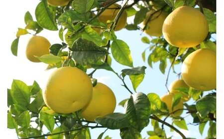 成田果樹園 の 土佐文旦 10kg 家庭用 文旦 ぶんたん [1687]