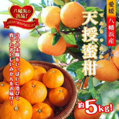 適度な潮風をうけ、太陽光、石垣、海の反射光を浴びて育った「天授蜜柑」約5kg【C39−45】【1243340】