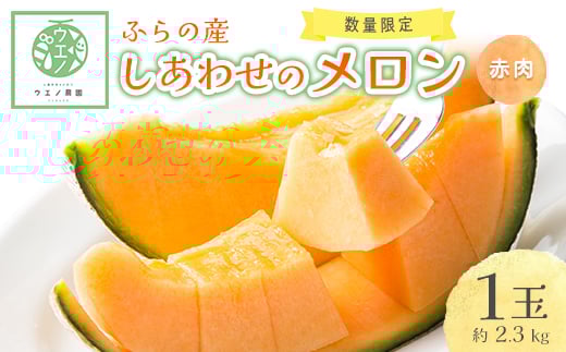 
            ＜先行受付　2026年発送＞ふらの産　しあわせのメロン大玉(赤肉×1玉 約2.3kg)_ メロン めろん 富良野メロン 富良野めろん 北海道 富良野市 果物 フルーツ くだもの ふるーつ 青果 果実 甘い 旬 専門店 希少 品種 ギフト 贈答 糖度 定番 【1253130】
          