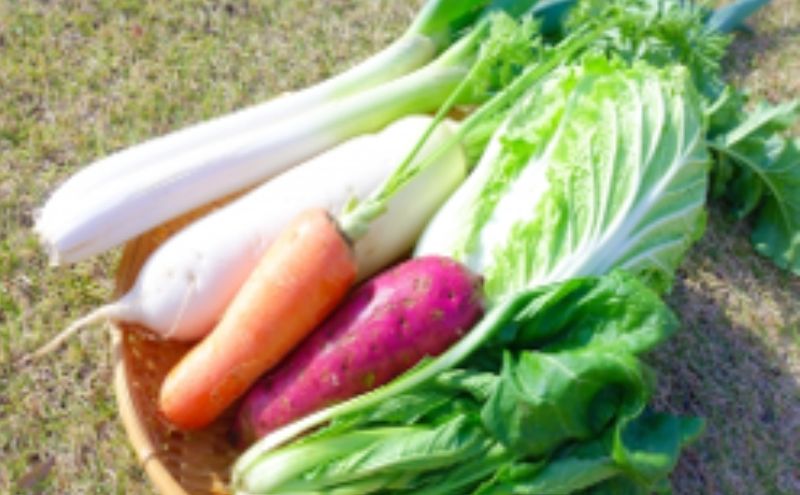 野菜 定期便 3ヶ月 2～4名様向け 野菜6種 セット＋加工品 旬の野菜 生野菜 やさい 新鮮 鮮度 産地直送 詰め合わせ 冷蔵 千葉 定期 お楽しみ 3回