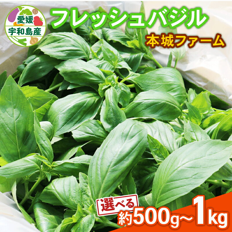【ふるさと納税】 フレッシュ バジル 500g~1kg 選べる 内容量 本城ファーム ハーブ 生バジル ばじる はーぶ 香草 水耕栽培 野菜 やさい 美味しい 新鮮 イタリアン パスタ ソース ジェノベーゼ マルゲリータ アレンジ いろいろ 農家直送 産地直送 数量限定 国産 愛媛 宇和島