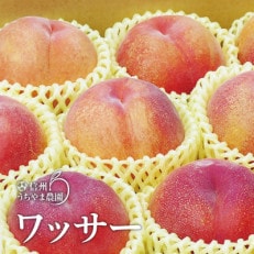 信州うちやま農園の「ワッサー」約4.5kg(15～18玉入り)　硬い桃!桃+ネクタリンの掛け合わせ