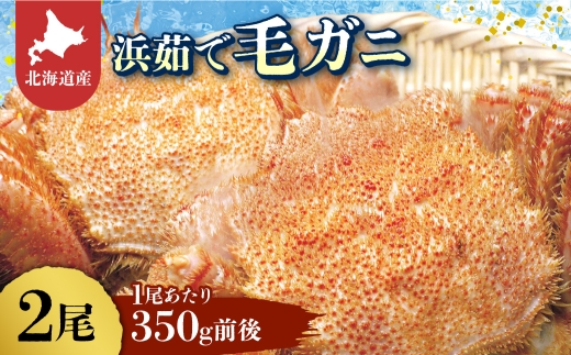 北海道産　浜茹で毛ガニ　350g前後×2尾_毛ガニ 毛蟹 カニ 蟹 北海道 2尾 セット 冷凍 ゆでがに 人気 おすすめ 送料無料 贈答 ギフト オホーツク 活ガニ 急速冷凍