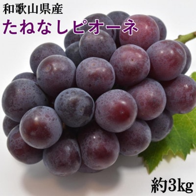 【新鮮・産直】和歌山県産たねなしピオーネ約3kg(4房～7房)(九度山町)【配送不可地域：離島・北海道・沖縄】【1493677】