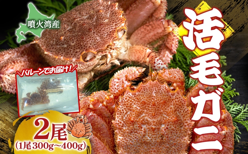北海道 噴火湾産 活毛がに 2尾 （1尾300g～400g） 2025年6月下旬～8月中旬お届け 先行受付 北海道産 旬 新鮮 毛がに かに カニ 蟹 毛ガニ 毛蟹 カニ味噌 天然 噴火湾 産地直送 お取り寄せ 贈答 冷蔵 洞爺湖町