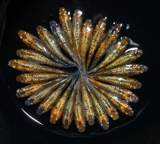 
                  忘却の翼 オス ・ メス ランダム 10 匹 めだか 飼育 初心者 おすすめ 水槽 インテリア 生物 生体 趣味 室内 メダカ 元気なメダカ ヒレ長メダカ 黒 オレンジ ラメ   生魚 魚 めだか 生き物 いきもの 人気品種 厳選 鑑賞 鑑賞用 繁殖 綺麗 きれい 丈夫 育てやすい 美 国産 めだか メダカ プレゼント 贈答用 ギフト 品種 人気 送料無料 飼育初心者 静岡県 牧之原市 丸長
                