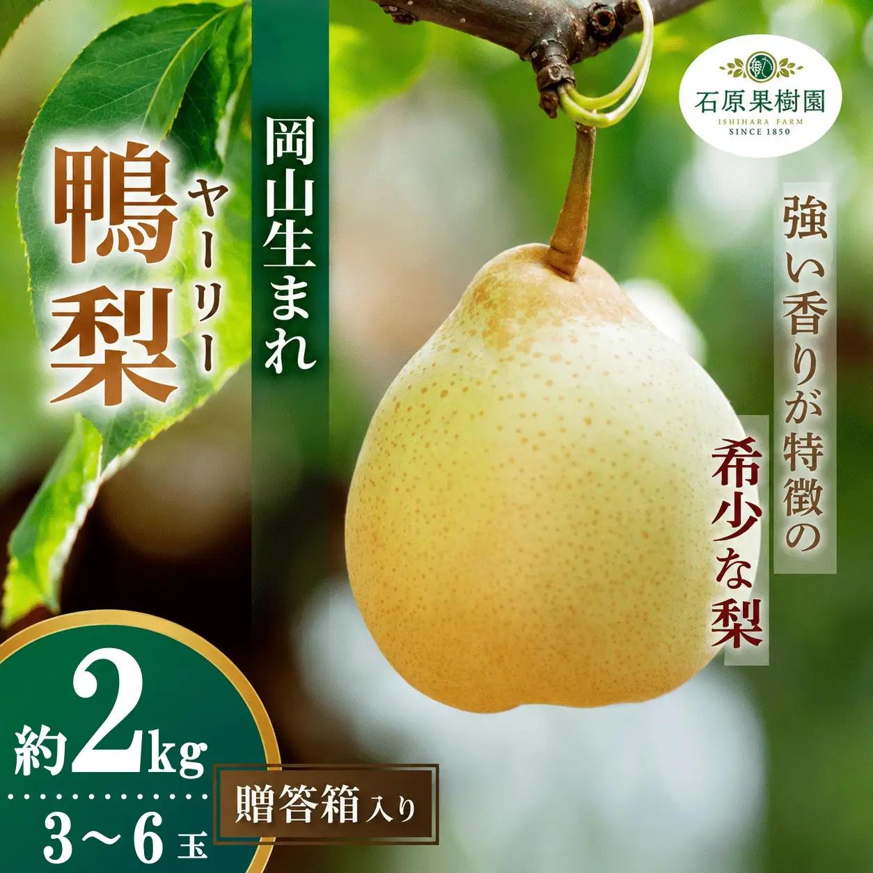 梨 ヤーリー梨 鴨梨 3～6玉 2kg 贈答箱 岡山県産 【ishk015-01】