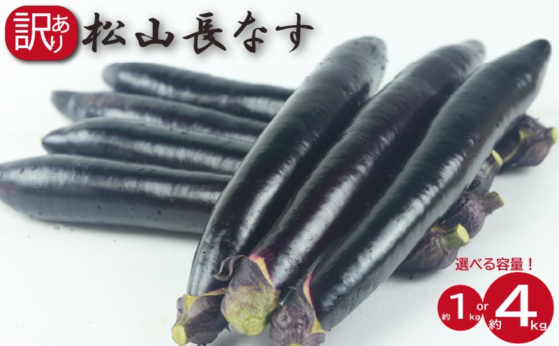 
            訳あり 松山長なす 約1kg または 約4kg｜夏野菜 茄子 わけあり ナス 長なす ワケアリ 長ナス 野菜 国産 国内産 新鮮 常温発送 料理 万能 煮物 焼き物 漬物 揚げ物 サラダにも使える 長期保存可能 愛媛県 松山市
          