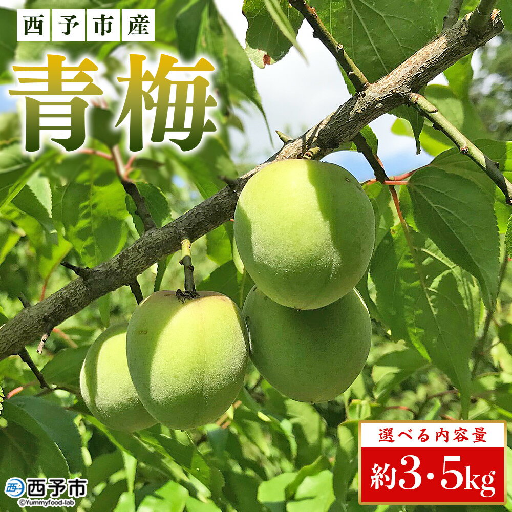 【ふるさと納税】【内容量が選べる】＜愛媛県西予市産 青梅 約3kg/約5kg＞ うめ ウメ あおうめ アオウメ 青うめ 青ウメ 梅干し 梅シロップ 梅酒 手作り えひめ活き生きファーマーズ 愛媛県 西予市【常温】『2025年5月下旬～6月中旬迄に順次出荷予定』