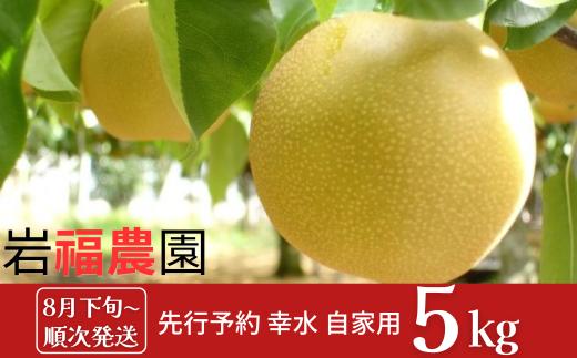 先行予約 和梨 幸水 自家用 5kg [8月下旬~順次発送予定] 訳あり 新潟県産 梨  [岩福農園]  【010P046】