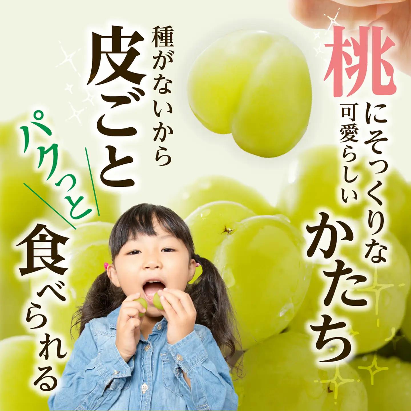 【2026年発送分　先行受付開始！】びぜん葡萄「桃太郎ぶどう」（ハウス栽培）約2㎏入（令和8年8月中旬～9月中旬頃発送）【葡萄 桃太郎ぶどう】