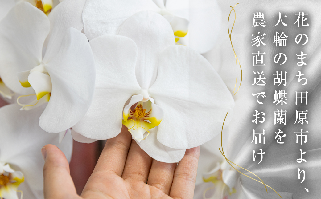 中村洋ランの胡蝶蘭　大輪　5本立ち　ミックス（白・ピンク・白赤） ／ お花 生花 室内装飾 愛知県 特産品 産地直送 田原市 渥美半島