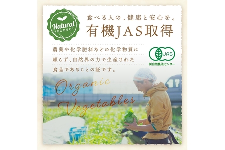 【年4回定期便】＜てんとうむしばたけ＞オーガニック野菜セット　有機野菜11～12種(4人用)
