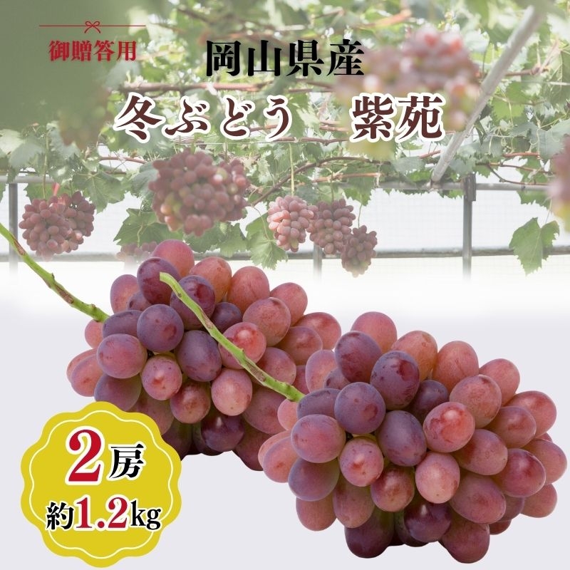 
                  希少品種 御贈答用 岡山県産 冬ぶどう 紫苑 2房入り(1.2kg以上) ぶどう ブドウ 葡萄 フルーツ 果物 岡山 瀬戸内市[№5735-3348]
                