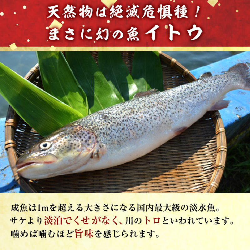 幻の魚 イトウ うす造り 170g 真空冷凍パック 冷凍 お造り 川魚 魚介 魚介類 海鮮 刺し身 お刺身 刺身 おかず おつまみ つまみ お酒のつまみ 酒のつまみ 幻 魚 青森 青森県 鰺ヶ沢町_イ