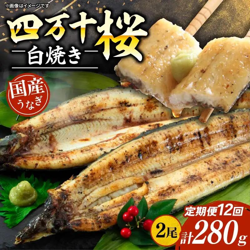 【贈答用】【12回定期便】極上国産うなぎ四万十桜 白焼き約140g×2尾 | うなぎ 鰻 ウナギ 白焼き 定期便 国産 四万十鰻 ウナギ 蒲焼き 調理済み タレ付き 頒布会 ギフト（お歳暮/お正月）高級 お取り寄せ グルメ 食べ比べ 冷凍