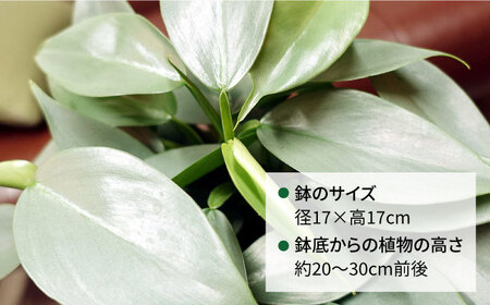 シルバーリーフが美しい『 フィロデンドロン ・ シルバーメタル 』 糸島市  / cocoha 観葉植物 [AWB029]