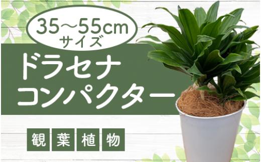 
1月上旬～発送【観葉植物】ドラセナ コンパクター35cm～55cm(前園植物園/014-1437) 南国鹿児島県で育った 観葉植物！植物 鉢付 インテリア 室内 オフィス おしゃれ プレゼント ギフト 開店祝い 移転祝い マイナスイオン【配送不可地域：北海道・沖縄県・離島】
