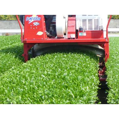 ふるさと納税 八女市 八女茶 特上煎茶 100g×5袋 |  | 02