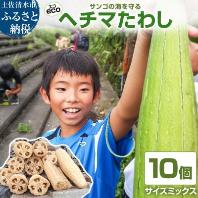 ふるさと納税 土佐清水市 サンゴの海を守る エコ ヘチマたわし スポンジ サイズミックス 10個【R01564】