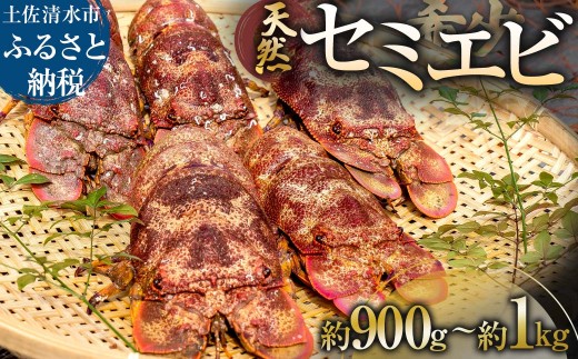11月以降発送 幻の天然セミエビ 約900ｇ～１kg（サイズおまかせ）※着日指定不可※ 漁師のごちそう 高知県産 甲殻類 海老 海鮮BBQ えび エビ せみえび 冷蔵 配送 新鮮 美味しい 希少 高級食材 故郷納税【R01675】