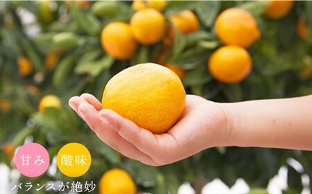 【12月上旬より配送】【優】石地みかん 約4kg（傷み保証分200g含む）＜川添みかん園＞ [CCT005] みかん ミカン 柑橘 西海みかん 西海 贈答 ギフト 贈り物