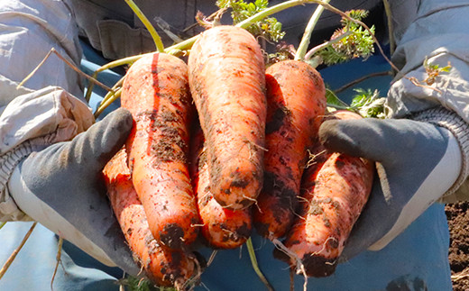 北海道真狩村産　雪の下にんじん約10kgと越冬じゃがいも約5kg Aセット(とうや)  【2026年春お届け分】