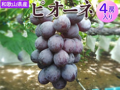 和歌山県産 ピオーネ 4房入り | 産地直送 ブドウ ぶどう 果物 フルーツ　※離島への配送不可　2025年8月下旬～9月中旬頃に順次発送予定