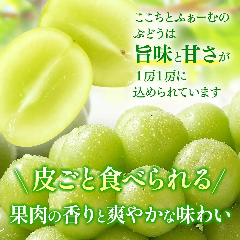 ゴールデン シャインマスカット【2026年先行予約】除草剤不使用 極み完熟 1kg以上(2~3房) ご家庭用   ぶどう シャインマスカット マスカット しゃいんますかっと 葡萄 くだもの 果物 農家
