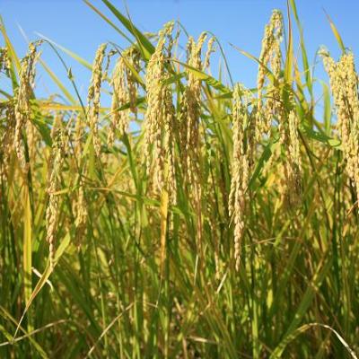 ふるさと納税 長浜市 滋賀県産 JAS有機オーガニック コシヒカリ 玄米5kg 令和6年産 |  | 02