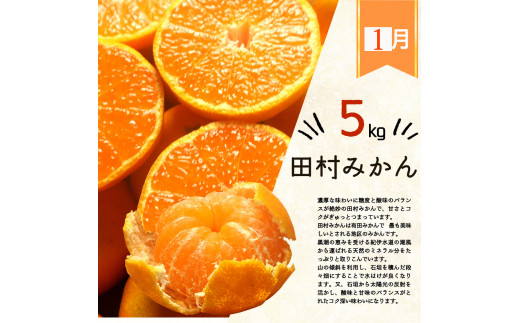 【3か月定期便】人気のみかんを集めた！旬の柑橘定期便 田村みかん・ポンカン・清見オレンジ【tkb111】